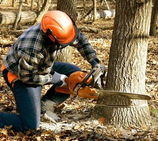 Tree Removal in Alamo, GA